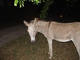 Donkey At The Last Resort Restaurant